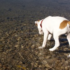 am See